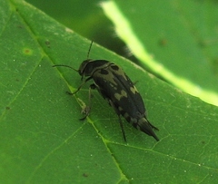Glipa oculata