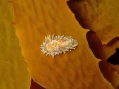 Caldukia affinis