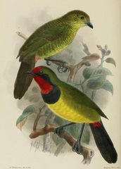 Doherty's Bushshrike photo 3