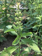 Ocimum filamentosum