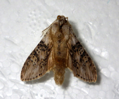 Cucullia absinthii
