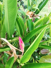 Heliconia bihai