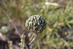 Allium chamaespathum
