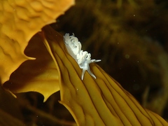 Phyllodesmium serratum