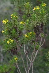 Euryops floribundus