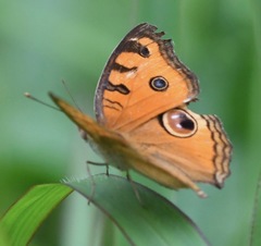 Junonia almana javana
