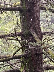 Aphrophora permutata