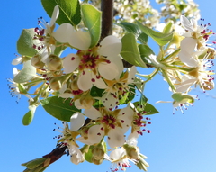 Pyrus bourgaeana