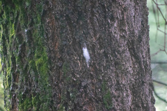 Aphrophora permutata