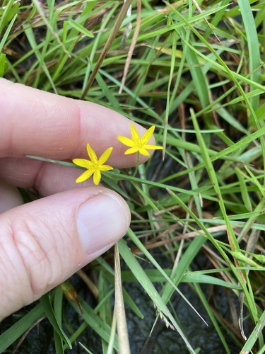Hypoxis pratensis (Hypoxis pratensis)