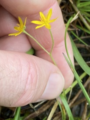 Hypoxis pratensis