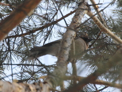 Garrulus glandarius brandtii