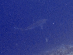 Carcharhinus albimarginatus