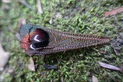 Pterochroza ocellata