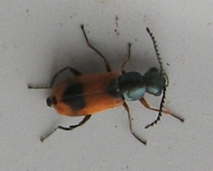 Anthocomus equestris