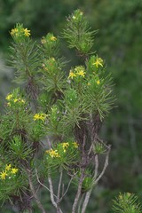 Euryops floribundus