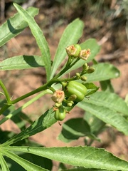 Jatropha spicata