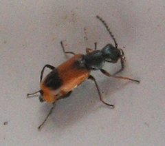 Anthocomus equestris