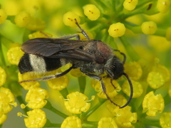 Ronisia