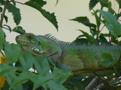 Iguana iguana