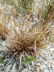 Carex petriei