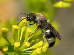 Ronisia