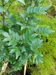Weinmannia sorbifolia