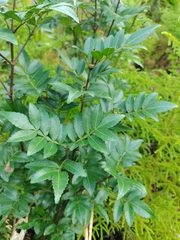 Weinmannia sorbifolia