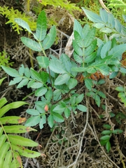 Weinmannia sorbifolia