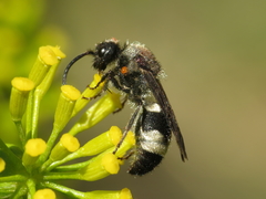 Ronisia