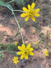 Calostephane divaricata