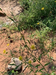 Calostephane divaricata