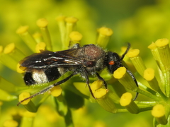 Ronisia