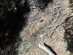 Senecio dunedinensis