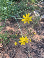 Calostephane divaricata