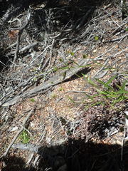 Senecio dunedinensis