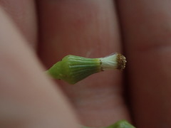 Senecio dunedinensis