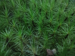 Phlegmariurus wilsonii