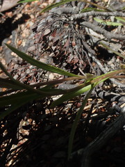 Senecio dunedinensis