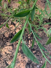 Calostephane divaricata