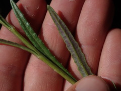 Senecio dunedinensis