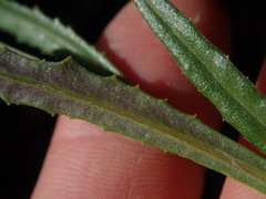 Senecio dunedinensis