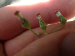 Senecio dunedinensis