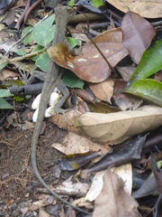 Uranoscodon superciliosus