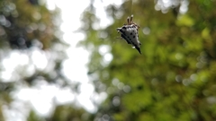 Acrosomoides acrosomoides