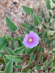 Monsonia senegalensis