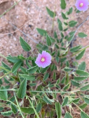 Monsonia senegalensis