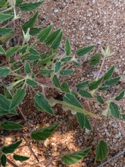 Monsonia senegalensis
