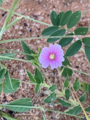 Monsonia senegalensis