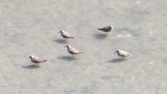 Calidris alpina